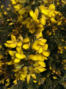 gorse
